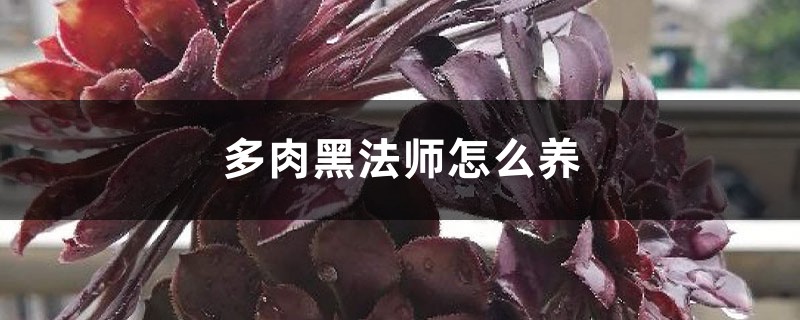 多肉黑法师怎么养,如何扦插、繁殖? 多肉黑法师怎么养,如何扦插、繁殖?