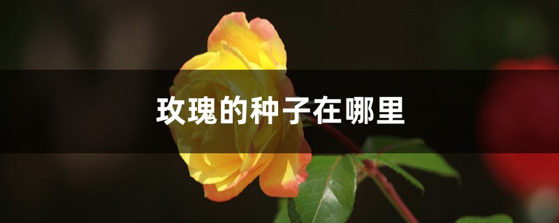 玫瑰的种子在哪里,种植方法是怎样的? 玫瑰的种子在哪里,种植方法是怎样的?