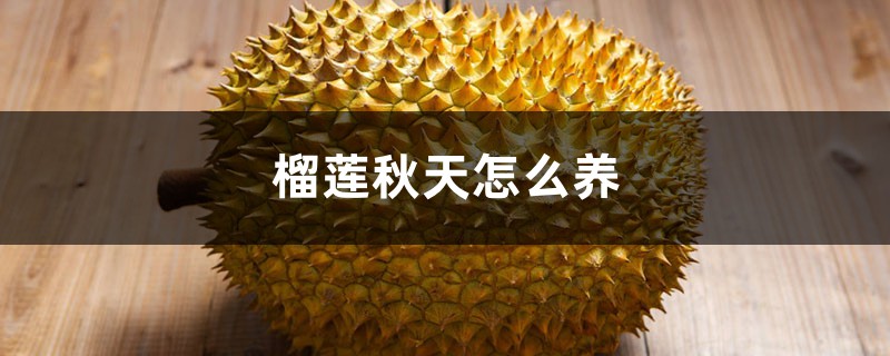 榴莲秋天怎么养 榴莲秋天怎么养