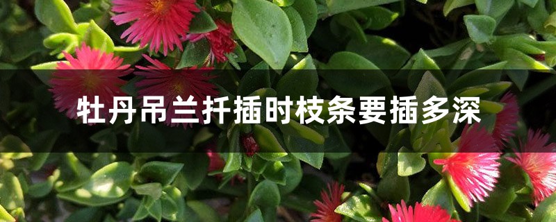 牡丹吊兰枝条插多深,扦插几天生根? 牡丹吊兰枝条插多深,扦插几天生根?