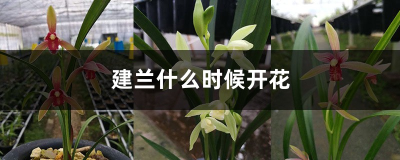 建兰什么时候开花,养殖方法是怎样的? 建兰什么时候开花,养殖方法是怎样的?