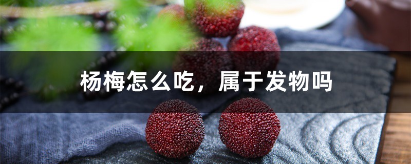 杨梅怎么吃,属于发物吗 杨梅怎么吃,属于发物吗