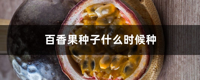 百香果种子什么时候种,用纸巾怎么催芽? 百香果种子什么时候种,用纸巾怎么催芽?