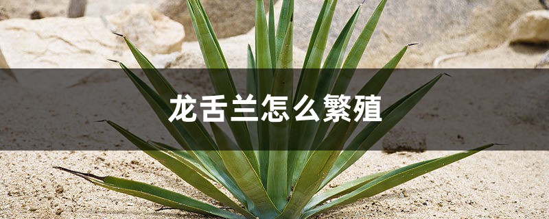 龙舌兰怎么繁殖,叶片能繁殖吗 龙舌兰怎么繁殖,叶片能繁殖吗