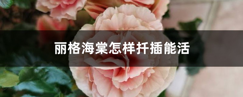 丽格海棠怎样扦插繁殖,学会一招快速生根! 丽格海棠怎样扦插繁殖,学会一招快速生根!