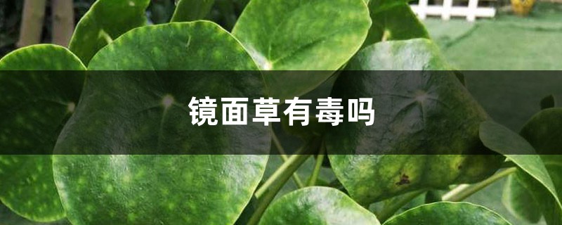 镜面草有毒吗,能净化空气吗 镜面草有毒吗,能净化空气吗