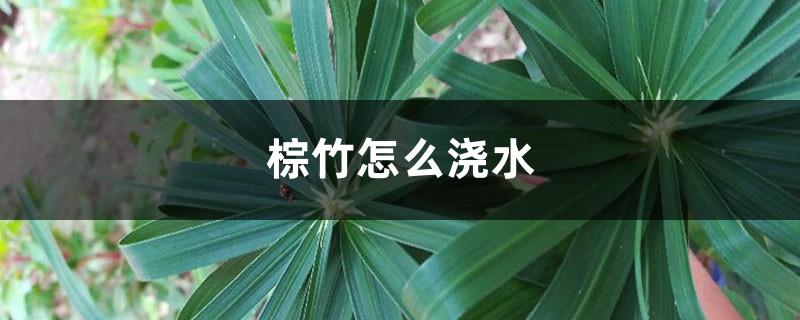 棕竹怎么浇水,几天浇一次水 棕竹怎么浇水,几天浇一次水