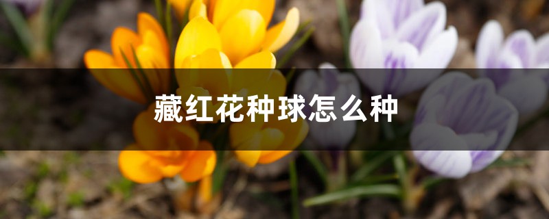 藏红花种球怎么种 藏红花种球怎么种