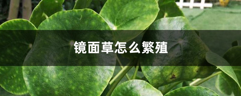 镜面草怎么繁殖 镜面草怎么繁殖