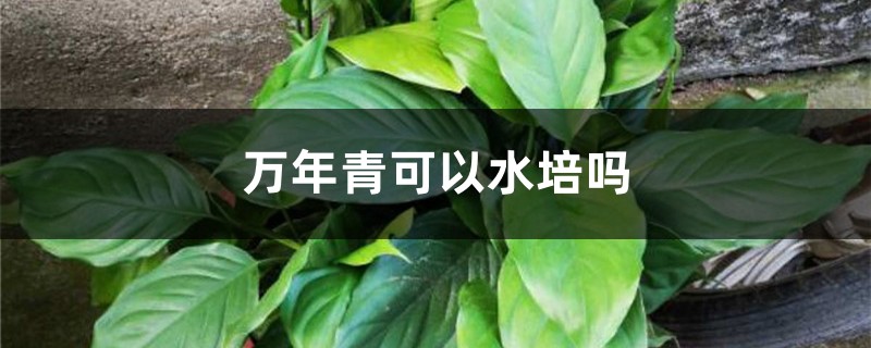 万年青可以水培吗,土培转水培的方法 万年青可以水培吗,土培转水培的方法