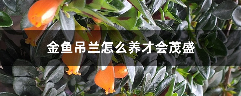 金鱼吊兰怎么养才会茂盛 金鱼吊兰怎么养才会茂盛
