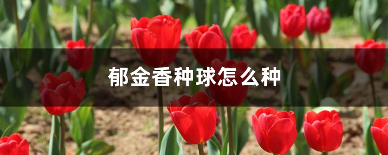 郁金香种球怎么种 郁金香种球怎么种