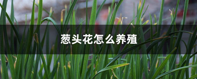 葱头花怎么养殖 葱头花怎么养殖