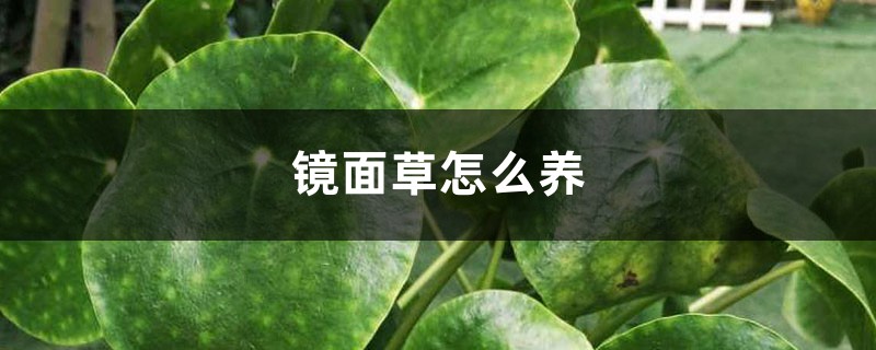 镜面草怎么养 镜面草怎么养