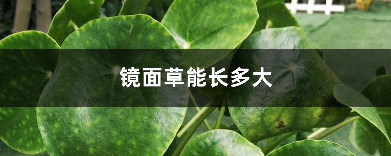 镜面草能长多大 镜面草能长多大