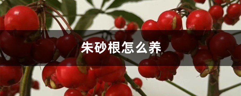 朱砂根怎么养 朱砂根怎么养