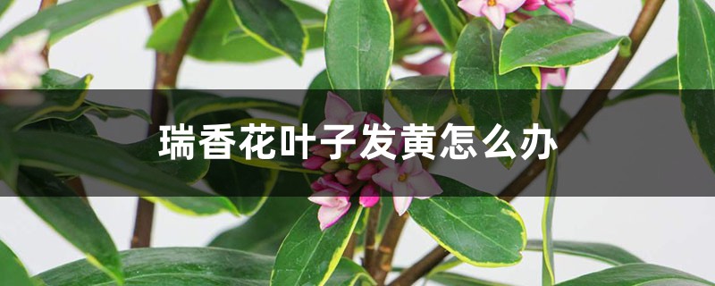 瑞香花叶子发黄怎么办 瑞香花叶子发黄怎么办
