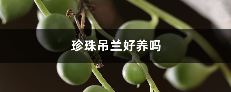 珍珠吊兰好养吗 珍珠吊兰好养吗