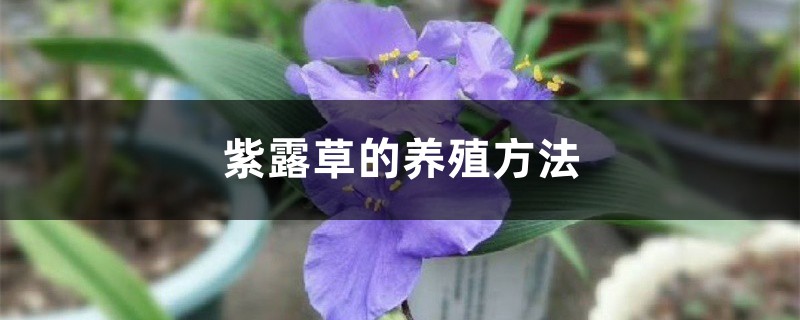 紫露草的养殖方法 紫露草的养殖方法
