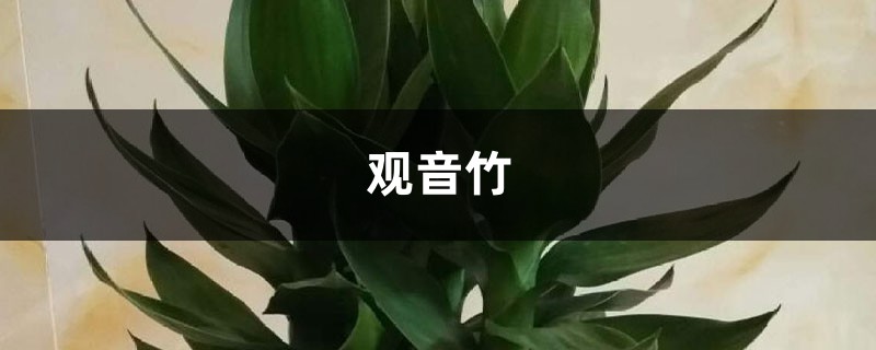 观音竹怎么水培,掌握养护要点就可长得很好 观音竹怎么水培,掌握养护要点就可长得很好