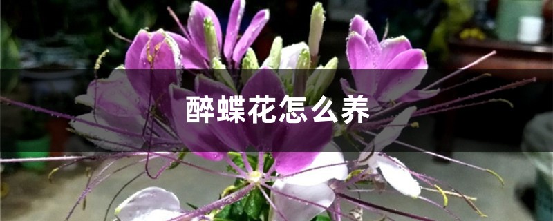 醉蝶花怎么养 醉蝶花怎么养