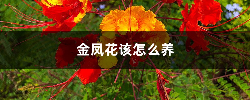 金凤花该怎么养 金凤花该怎么养