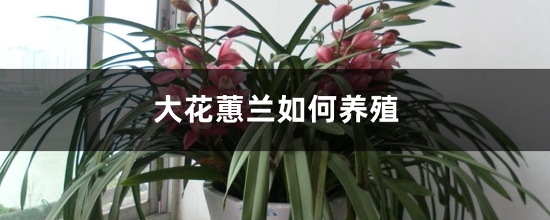 大花蕙兰如何养殖 大花蕙兰如何养殖