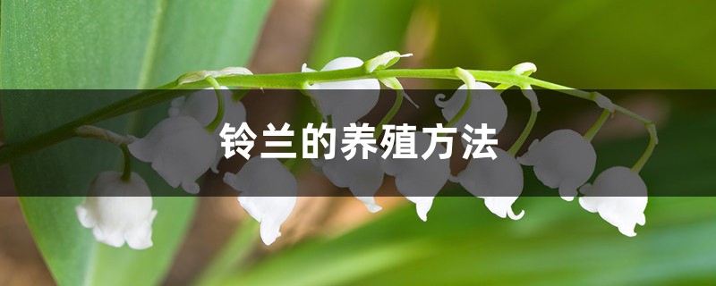 铃兰的养殖方法 铃兰的养殖方法
