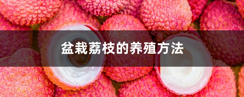 盆栽荔枝的养殖方法 盆栽荔枝的养殖方法