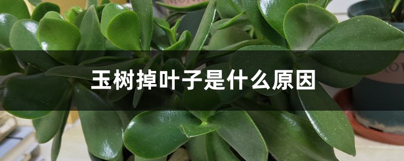 玉树掉叶子是什么原因 玉树掉叶子是什么原因