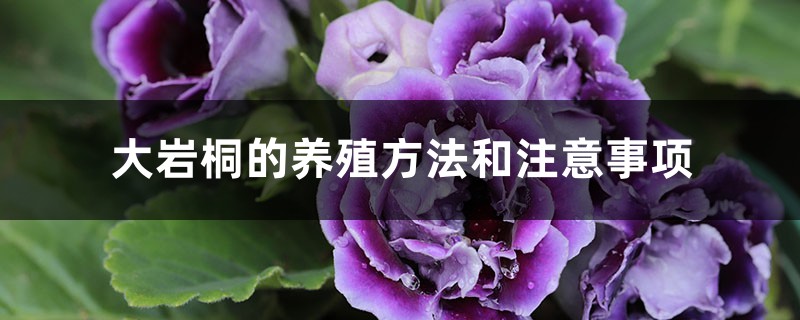大岩桐的养殖方法和注意事项 大岩桐的养殖方法和注意事项