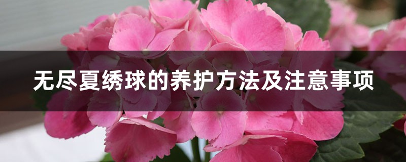 无尽夏绣球的养护方法及注意事项 无尽夏绣球的养护方法及注意事项