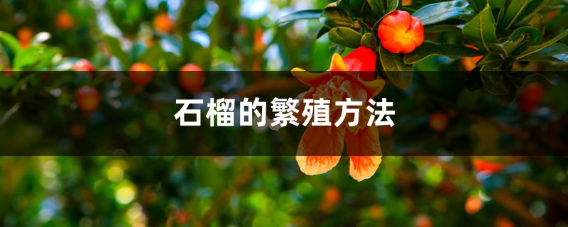 石榴的繁殖方法 石榴的繁殖方法