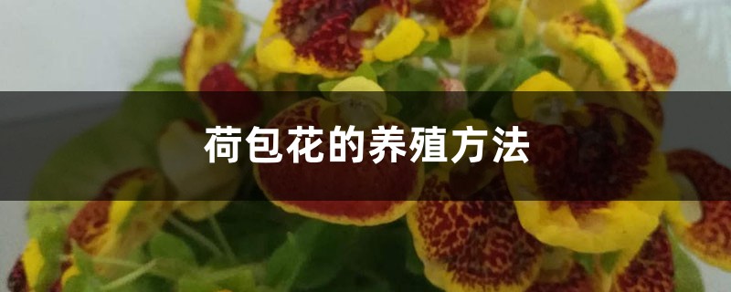 荷包花的养殖方法 荷包花的养殖方法