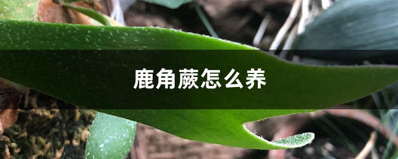 鹿角蕨怎么养 鹿角蕨怎么养
