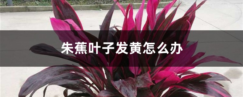 朱蕉叶子发黄怎么办 朱蕉叶子发黄怎么办