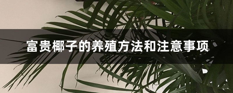 富贵椰子的养殖方法和注意事项 富贵椰子的养殖方法和注意事项