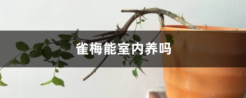 雀梅能室内养吗 雀梅能室内养吗