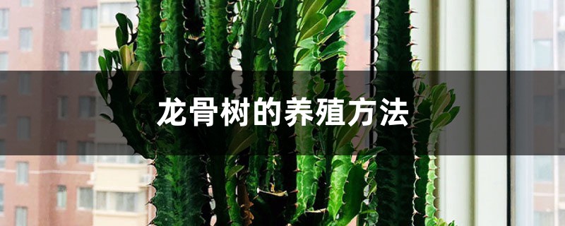 龙骨树的养殖方法 龙骨树的养殖方法