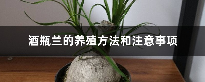 酒瓶兰的养殖方法和注意事项 酒瓶兰的养殖方法和注意事项
