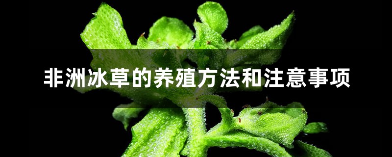 非洲冰草的养殖方法和注意事项 非洲冰草的养殖方法和注意事项