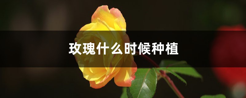 玫瑰什么时候种植 玫瑰什么时候种植