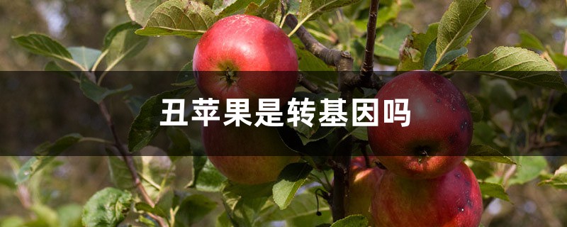 丑苹果是转基因吗,如何识别转基因苹果 丑苹果是转基因吗,如何识别转基因苹果