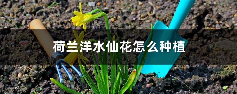 荷兰洋水仙花怎么种植(配土和种植步骤) 荷兰洋水仙花怎么种植(配土和种植步骤)