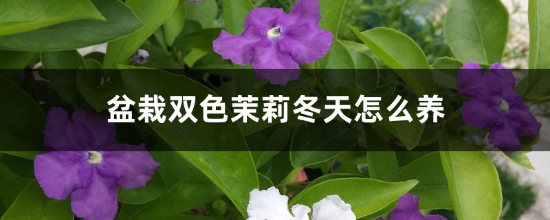 盆栽双色茉莉冬天怎么养 盆栽双色茉莉冬天怎么养