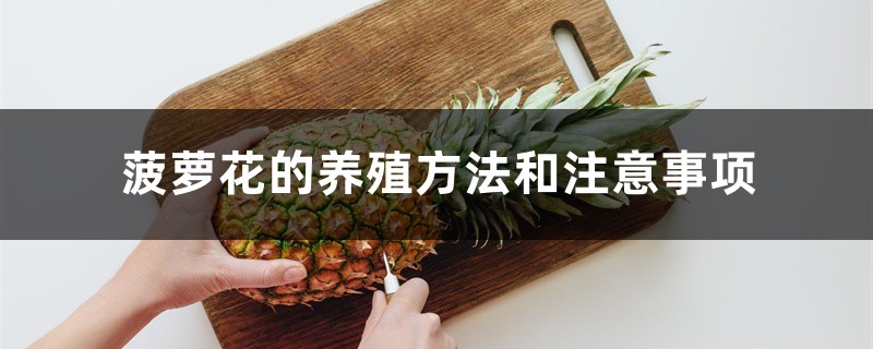 菠萝花的养殖方法和注意事项 菠萝花的养殖方法和注意事项