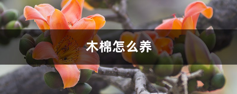 木棉怎么养 木棉怎么养