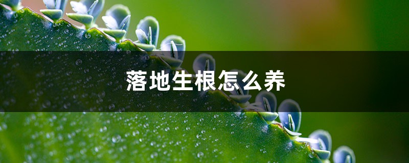 落地生根怎么养 落地生根怎么养