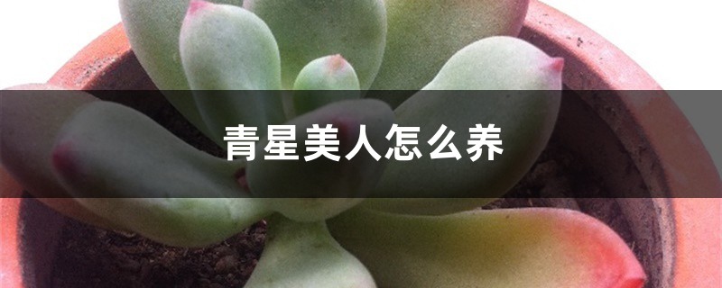 青星美人怎么养 青星美人怎么养