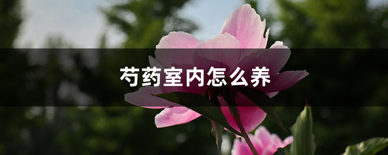 芍药室内怎么养 芍药室内怎么养